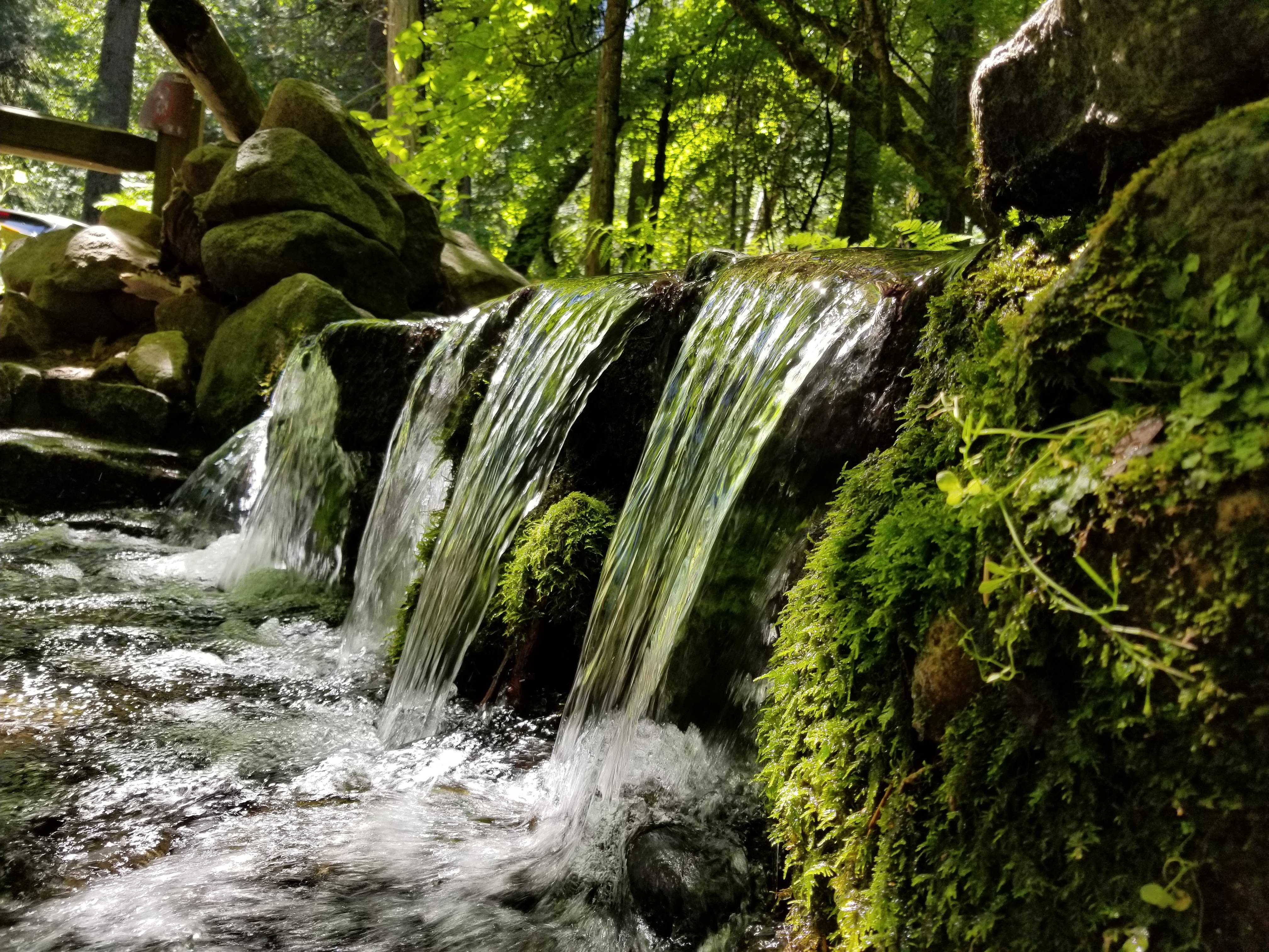 Thang's close up of Fern Spring